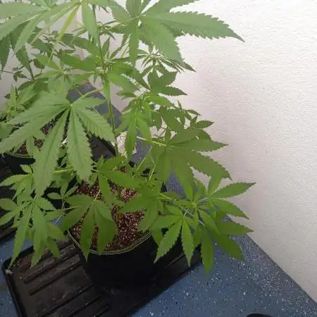 Balkon 42FastBuds