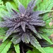 Outdoor FastBuds 26