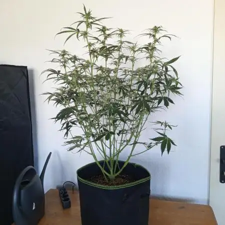 S.A.D. Sweet Afgani Delicious Auto