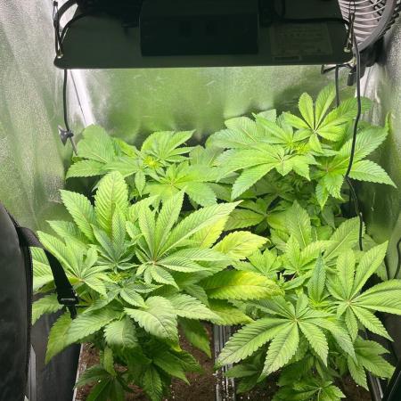 Deep Chunk Indoor Repro