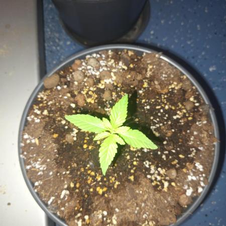 0-Euro-Herbst-Balkon-Grow Do-Si-Dos(x?)