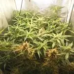 S.A.D. Sweet Afgani Delicious Auto