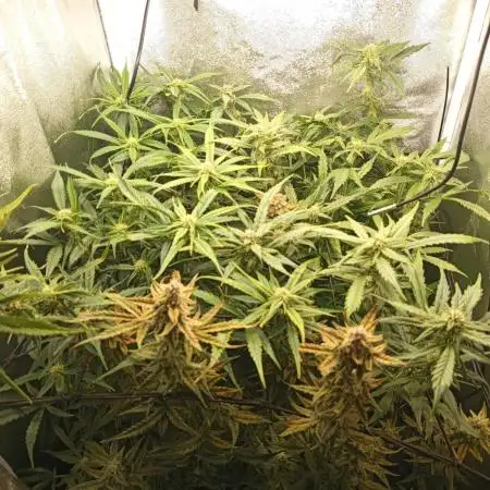 S.A.D. Sweet Afgani Delicious Auto