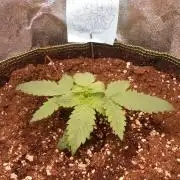 Balkon FastBuds 26