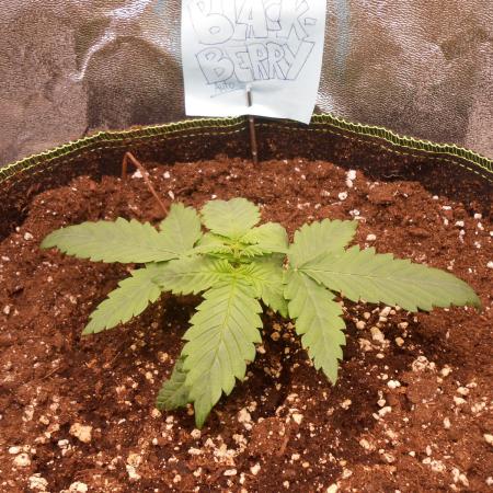 Balkon FastBuds 26