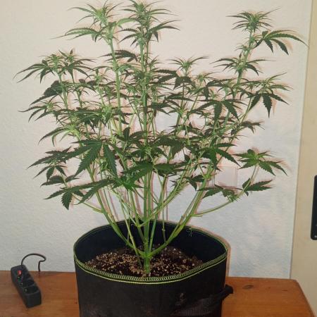 S.A.D. Sweet Afgani Delicious Auto