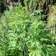 Heavy Indicas Outdoor 26