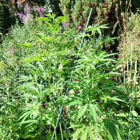 Heavy Indicas Outdoor 26