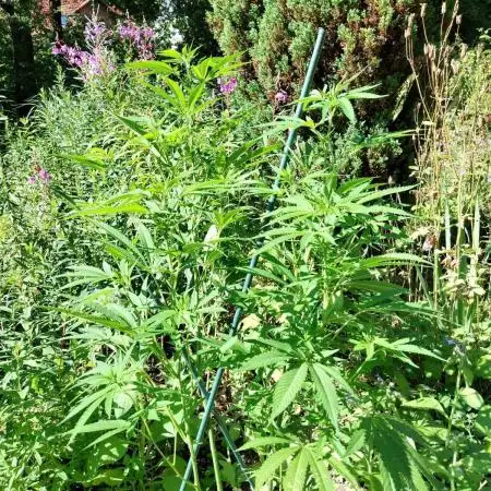 Heavy Indicas Outdoor 26