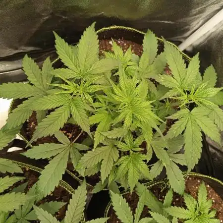 S.A.D. Sweet Afgani Delicious Auto