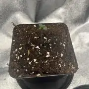 Mittsommer Grow LSD25 Auto