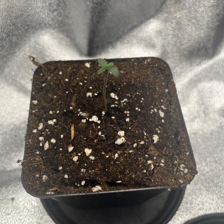 Mittsommer Grow LSD25 Auto