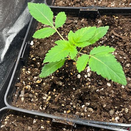 Deep Chunk Sommergrow Indoor