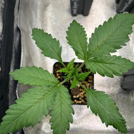 Outdoor FastBuds 26
