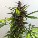 Balkon 42FastBuds