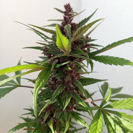 Balkon 42FastBuds