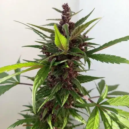 Balkon 42FastBuds