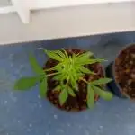 0-Euro-Herbst-Balkon-Grow Do-Si-Dos(x?)