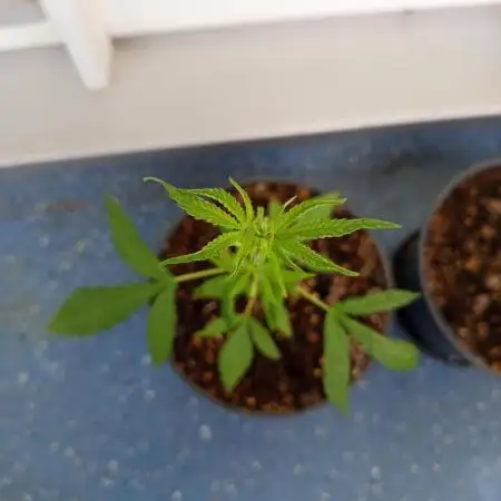 0-Euro-Herbst-Balkon-Grow Do-Si-Dos(x?)