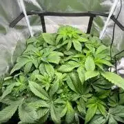 Deep Chunk Indoor Repro