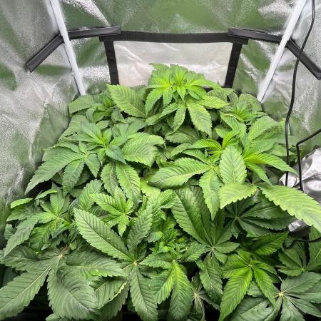 Deep Chunk Indoor Repro