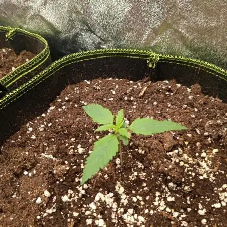S.A.D. Sweet Afgani Delicious Auto