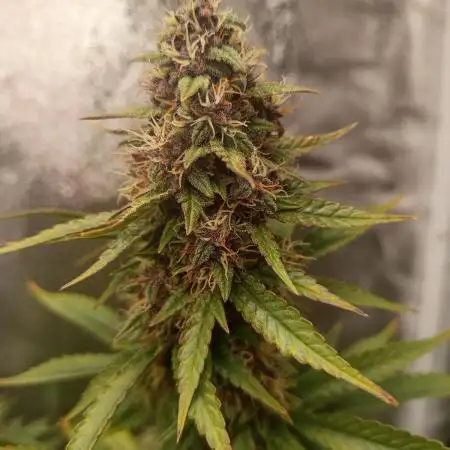 Indica Dominant FastBuds