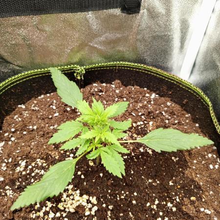 S.A.D. Sweet Afgani Delicious Auto