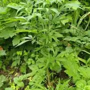 Heavy Indicas Outdoor 26