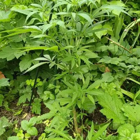 Heavy Indicas Outdoor 26