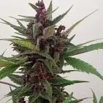 Balkon 420FastBuds