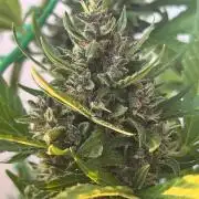 Balkon FastBuds 26