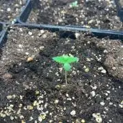 Deep Chunk Sommergrow Indoor