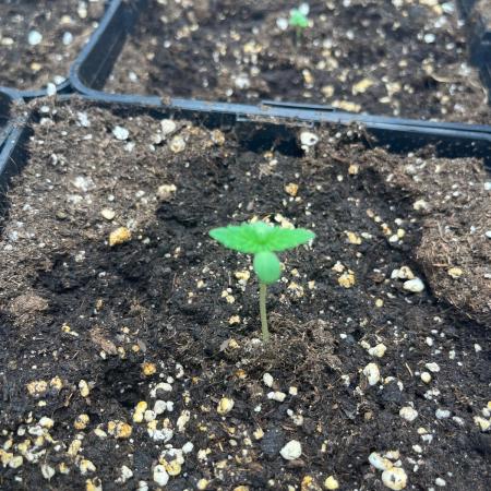 Deep Chunk Sommergrow Indoor