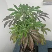 Deep Chunk Sommergrow Balkon