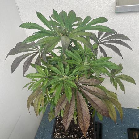 Deep Chunk Sommergrow Balkon