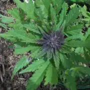 Outdoor FastBuds 26