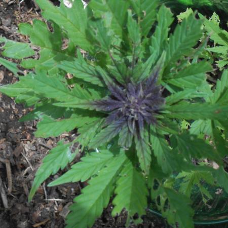Outdoor FastBuds 26