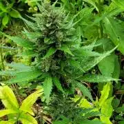 Outdoor FastBuds 26
