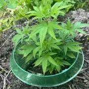 Heavy Indicas Outdoor 26