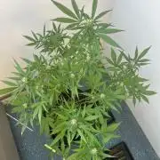 Balkon FastBuds 26