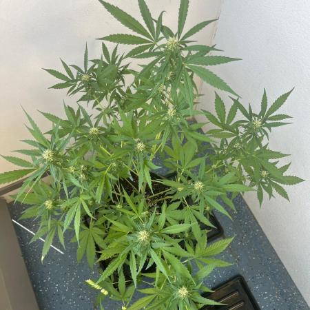 Balkon FastBuds 26