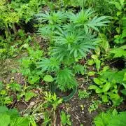 Heavy Indicas Outdoor 26