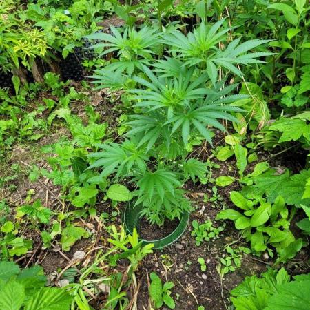 Heavy Indicas Outdoor 26