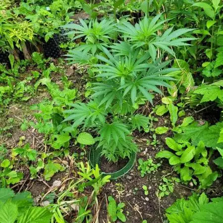 Heavy Indicas Outdoor 26