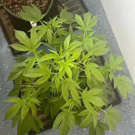Purple Punch 🥊