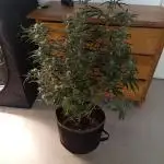 S.A.D. Sweet Afgani Delicious Auto