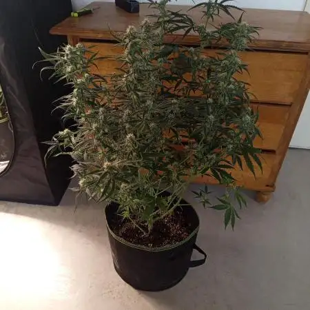 S.A.D. Sweet Afgani Delicious Auto