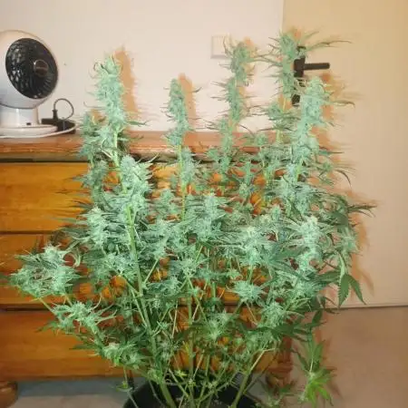 S.A.D. Sweet Afgani Delicious Auto