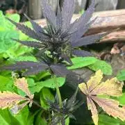 Mittsommer Grow LSD25 Auto
